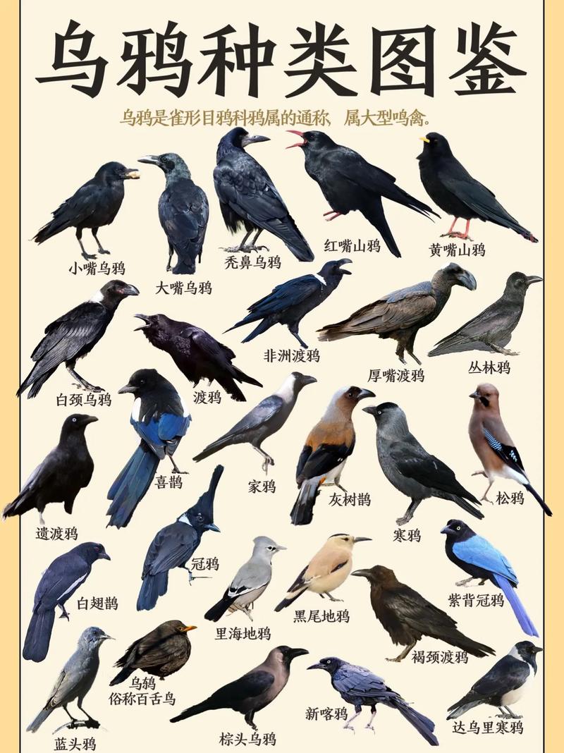 风暴乌鸦值得培养吗？专家告诉你T0级阵容搭配的核心思路！