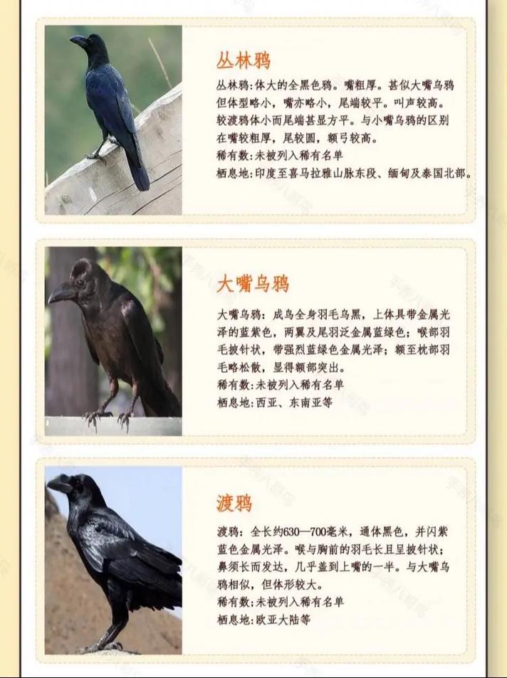 风暴乌鸦值得培养吗？专家告诉你T0级阵容搭配的核心思路！