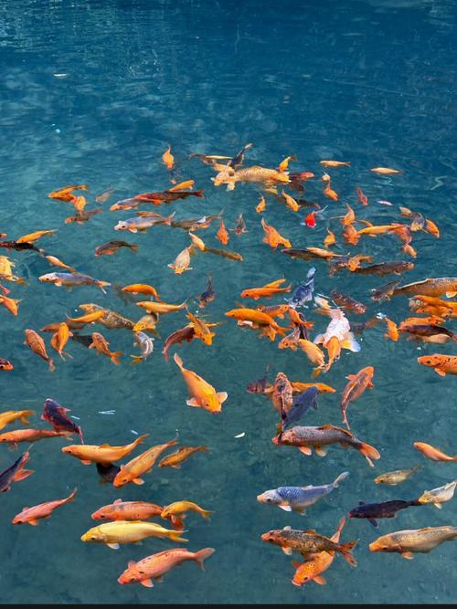 晶鳞鱼群怎么拍才好看?专业摄影师分享拍摄技巧!