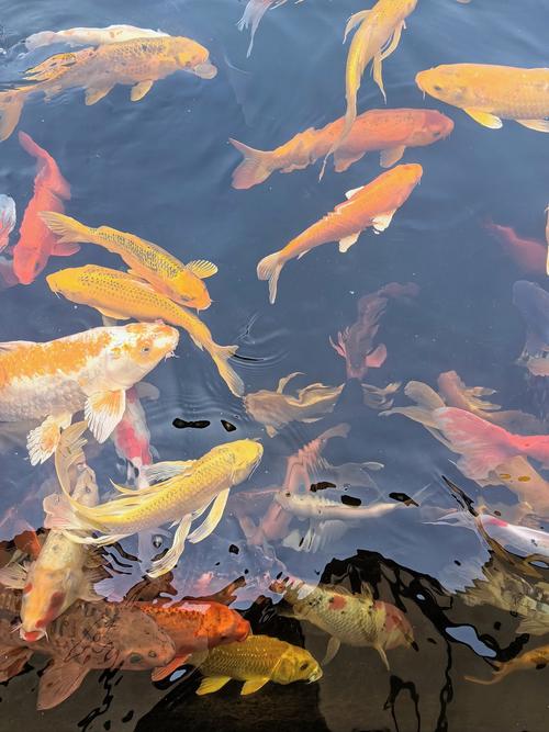 晶鳞鱼群怎么拍才好看？专业摄影师分享拍摄技巧！