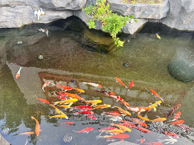 晶鳞鱼群怎么拍才好看?专业摄影师分享拍摄技巧!