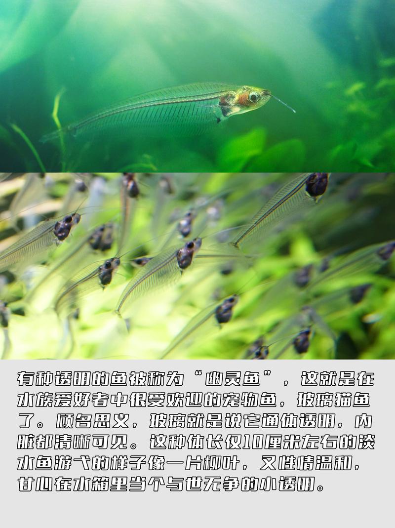 幽灵鱼和透明鱼一样吗？看完这篇你就彻底搞清楚了！