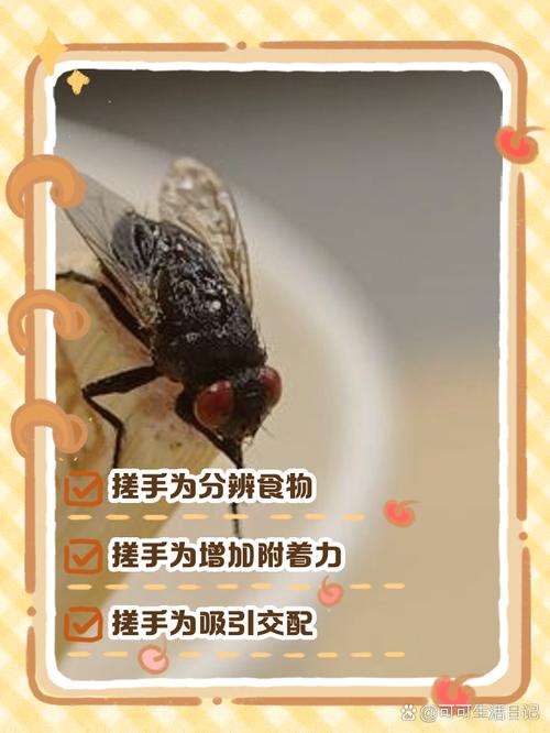 苍蝇搓手有什么科学道理？它是在整理重要的味觉器官！