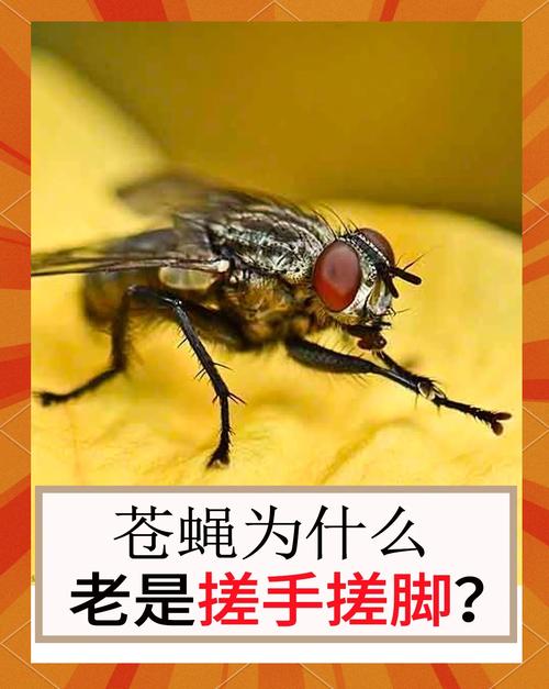 苍蝇搓手有什么科学道理？它是在整理重要的味觉器官！