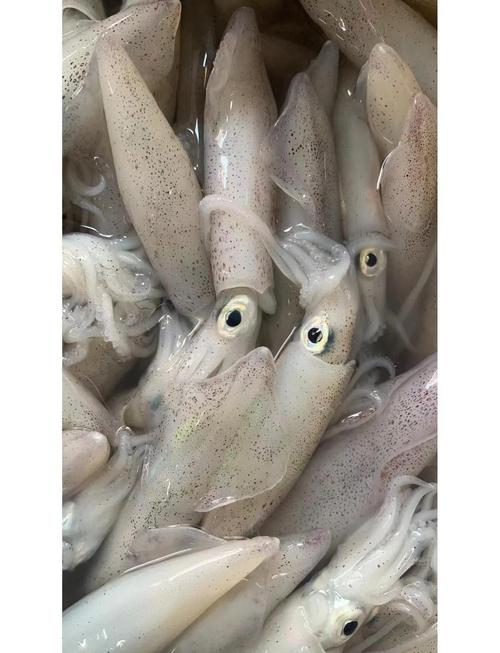 怎么挑选新鲜的冬鱿鱼？老渔民教你三招轻松辨别！