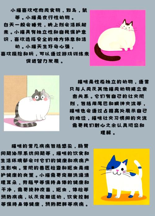 超级猫到底讲了什么故事?这个剧情解析很全面!
