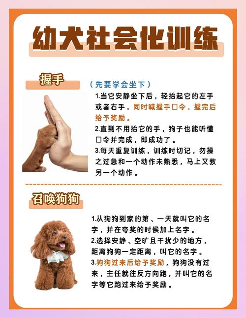 怎样激发宠物天赋的潜力？专业训练师教你几招！