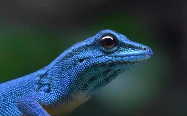 哪里可以买到蓝蜥蜴？(盘点靠谱的购买渠道)