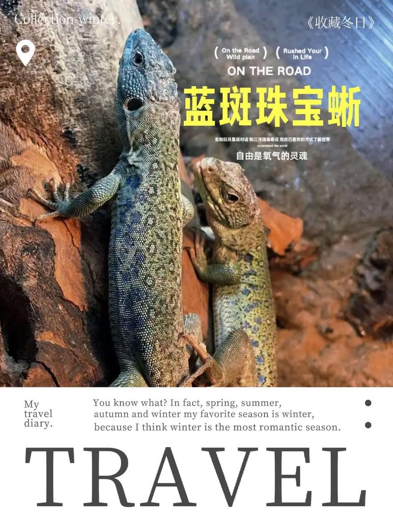 哪里可以买到蓝蜥蜴？(盘点靠谱的购买渠道)