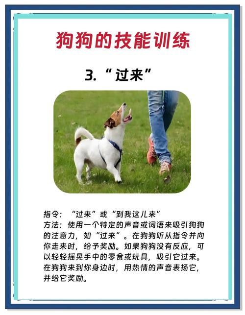 新手如何饲养跳跳犬？教你五招让它健康成长！