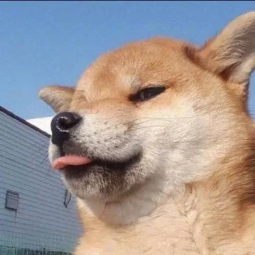 狗头吧为什么突然火了？（揭秘这个表情包社区的秘密）