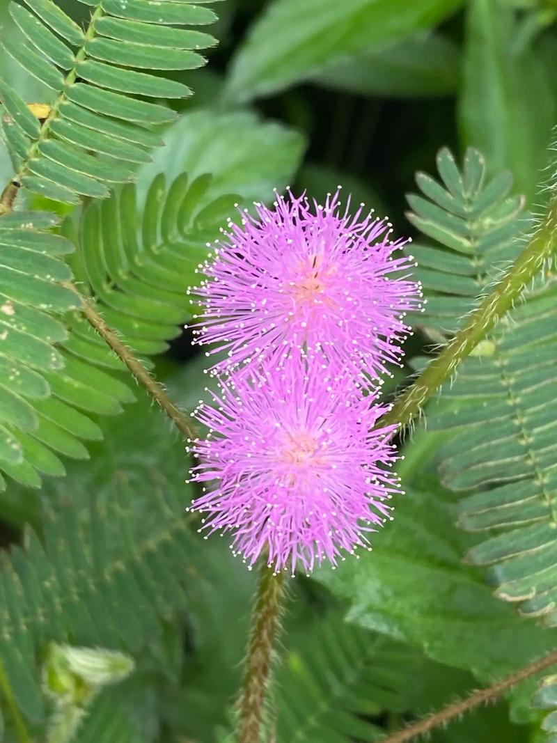 含羞蓓蕾象征着什么？背后隐藏的含义你知道吗？