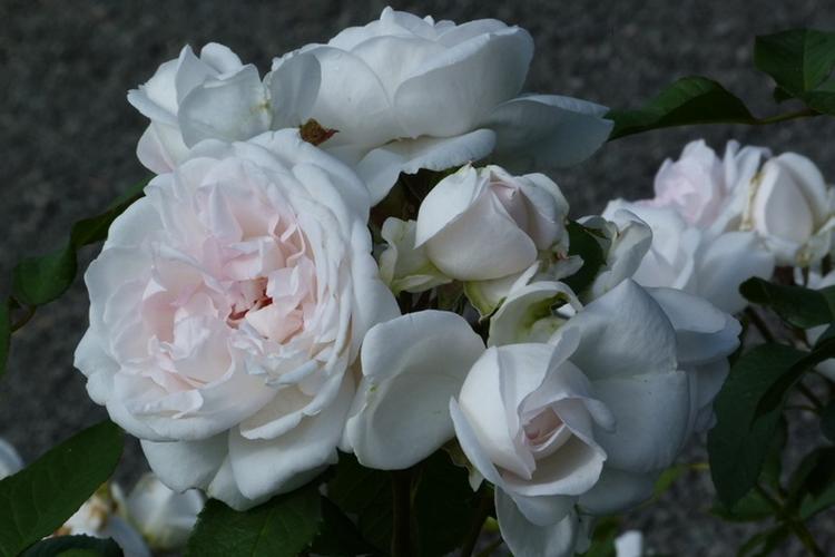 含羞蓓蕾象征着什么?背后隐藏的含义你知道吗?