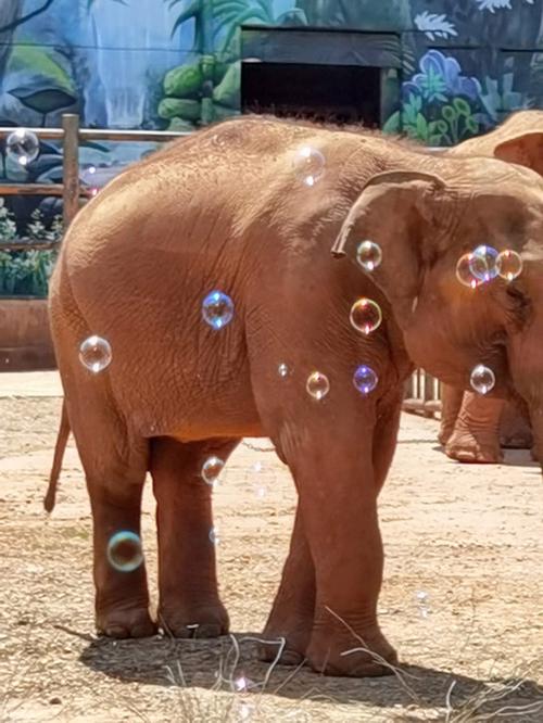 市面上的动物泡泡有几种？猫狗都爱的零食口味大推荐！
