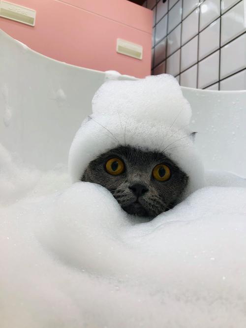 市面上的动物泡泡有几种？猫狗都爱的零食口味大推荐！