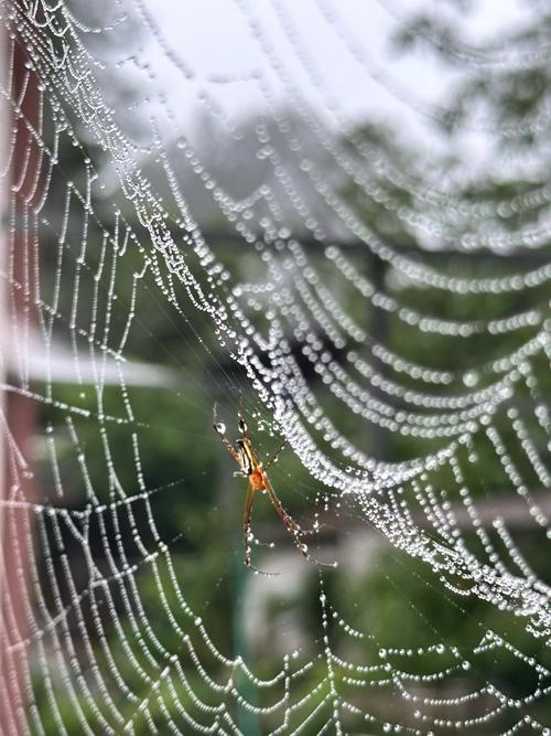 遇到天上掉下的蜘蛛雨怎么办？教你正确应对方法！