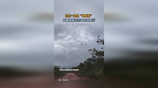 遇到天上掉下的蜘蛛雨怎么办？教你正确应对方法！