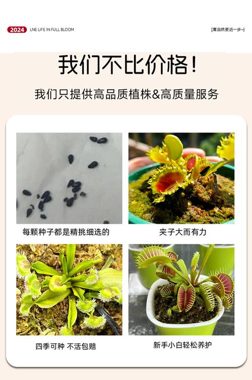 食人花种子有啥特点？看完这篇全明白！
