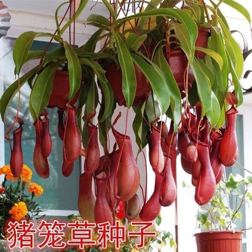 食人花种子有啥特点？看完这篇全明白！