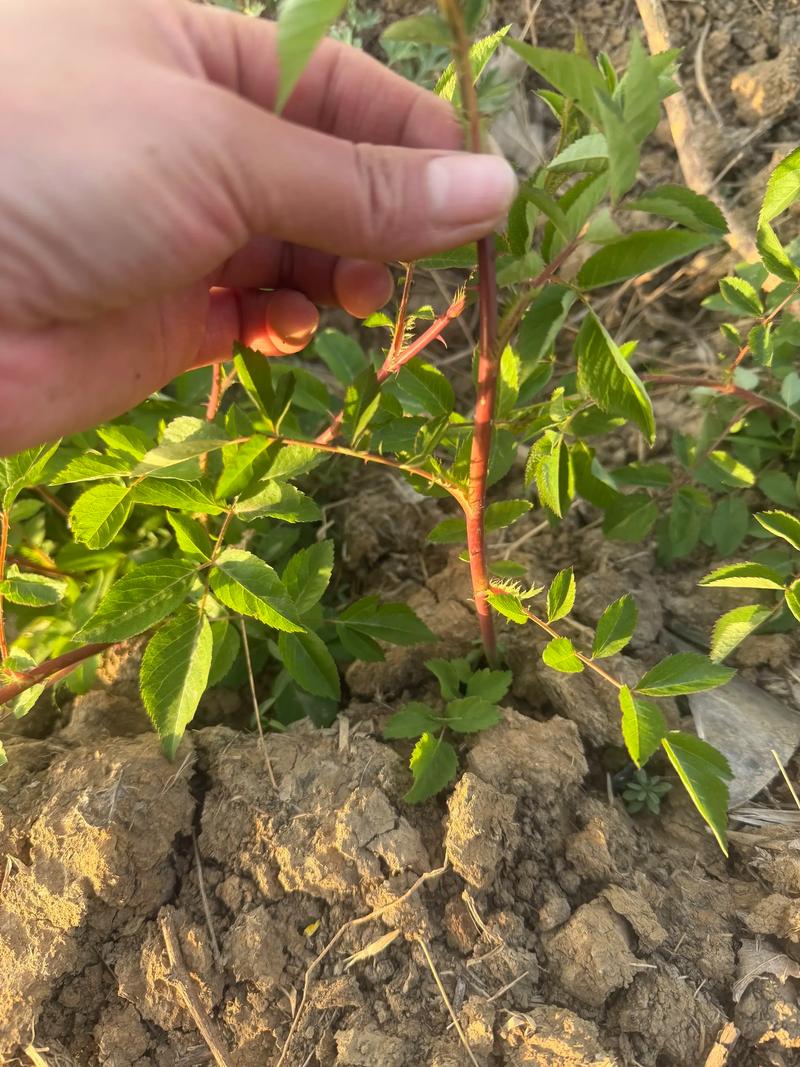 喜欢狂野刺的人还看什么片?(推荐几部设定硬核又刺激的类似好电影)