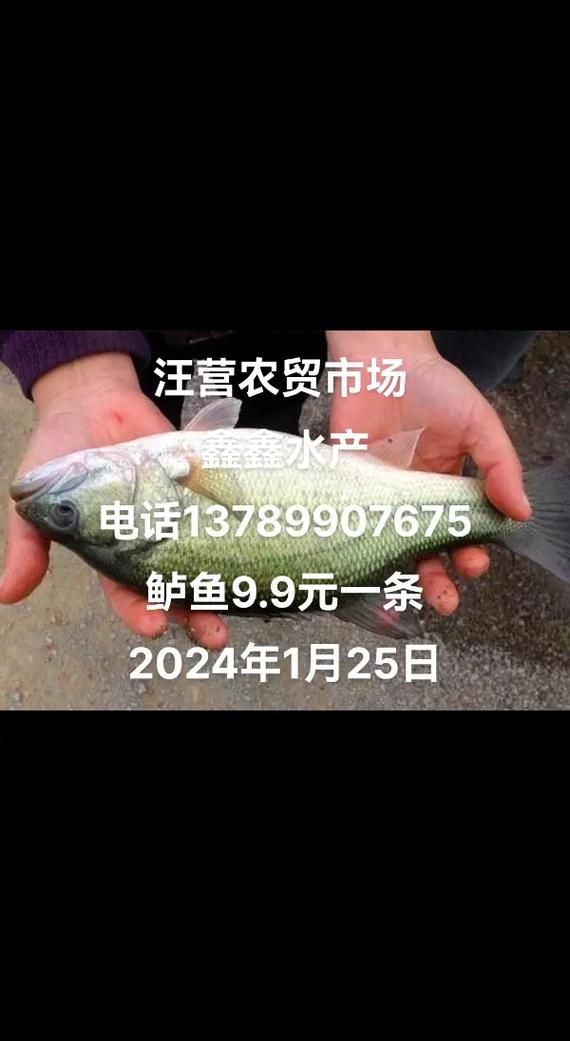 黑鳞镖鲈价格多少钱一条？2024年最新行情大揭秘！