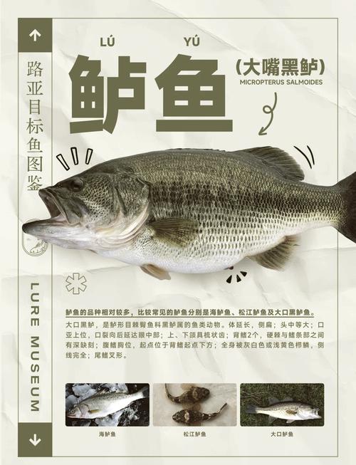 黑鳞镖鲈价格多少钱一条？2024年最新行情大揭秘！