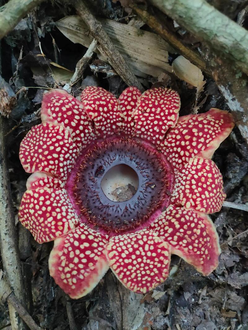 大王花是食人花吗？别被电影骗了！大王花真实面貌揭秘！