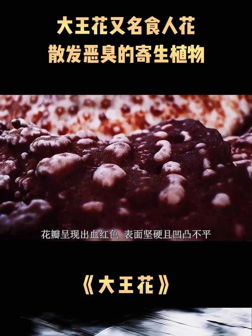 大王花是食人花吗?别被电影骗了!大王花真实面貌揭秘!