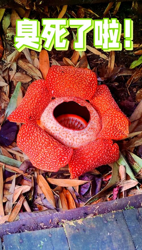 大王花是食人花吗?别被电影骗了!大王花真实面貌揭秘!