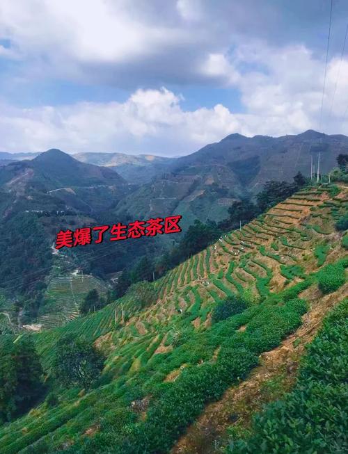 铁观音产地环境咋样？看完你就懂好茶缘由！