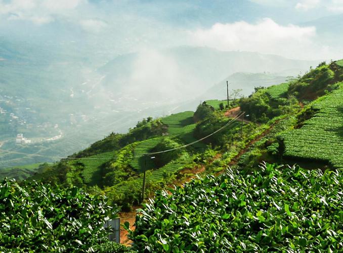 铁观音产地环境咋样?看完你就懂好茶缘由!