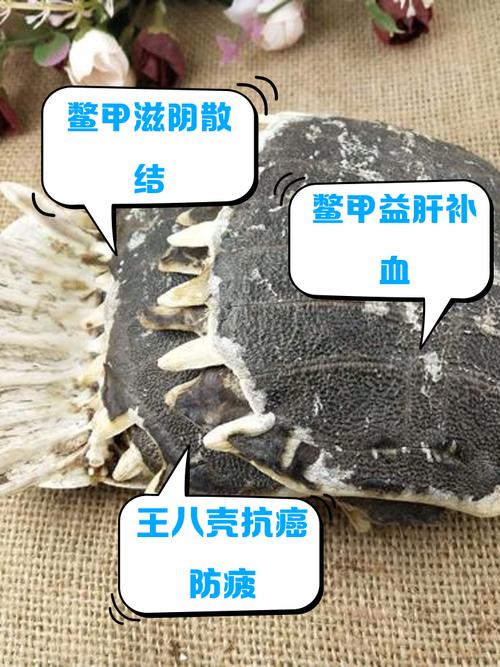 硬甲皮有什么用？资深玩家教你最大化利用它的价值！