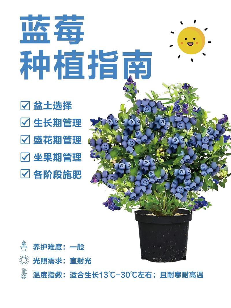 蓝莓花园日常如何浇水施肥？掌握这几招高产没问题！