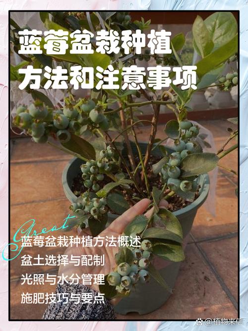 蓝莓花园日常如何浇水施肥？掌握这几招高产没问题！