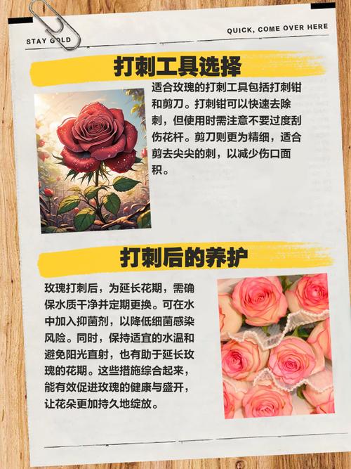 被玫瑰刺扎了怎么办？教你快速安全取出断刺的五个步骤。