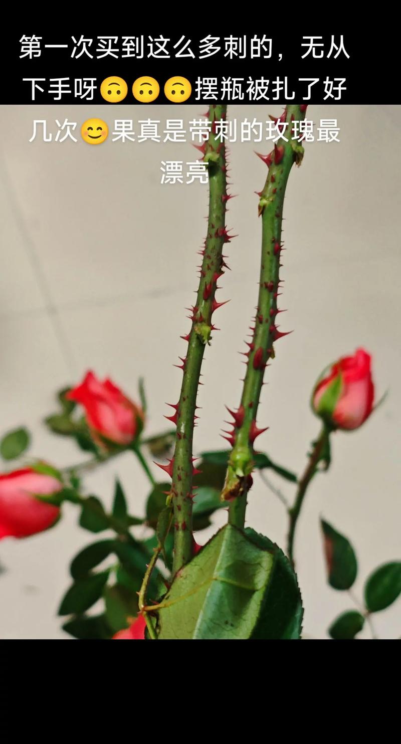 被玫瑰刺扎了怎么办？教你快速安全取出断刺的五个步骤。