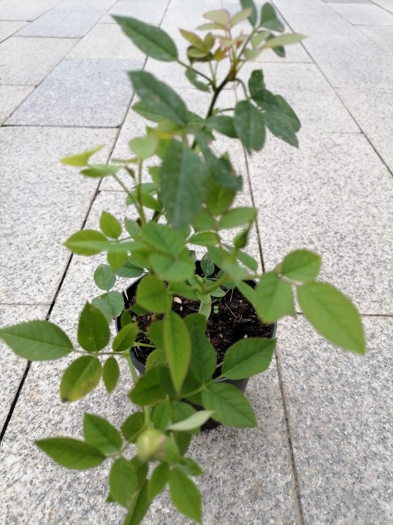 洛鲁克的树枝值不值买？老玩家实测效果告诉你！