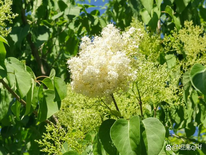 洛鲁克的树枝值不值买？老玩家实测效果告诉你！