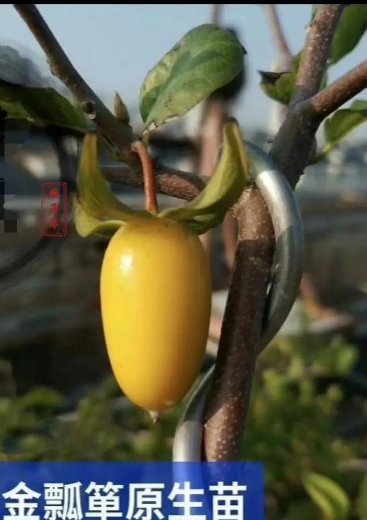 野外哪里可以找到金瓢虫？抓住这个季节去这些地方找！