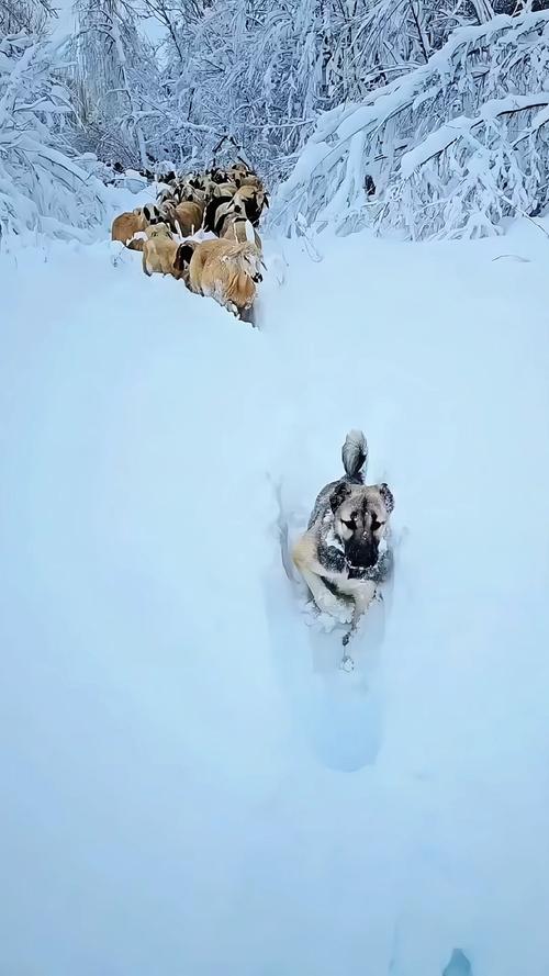 冬季雪封草地动物的救命草选哪样？三种最佳推荐看这里
