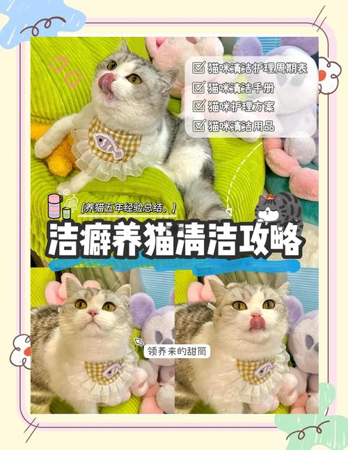 喵窝管家到底是什么?(猫奴必备的智能养猫神器)