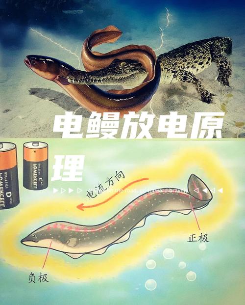 电鳗怎么钓上钩快？老钓友分享三个实用诀窍