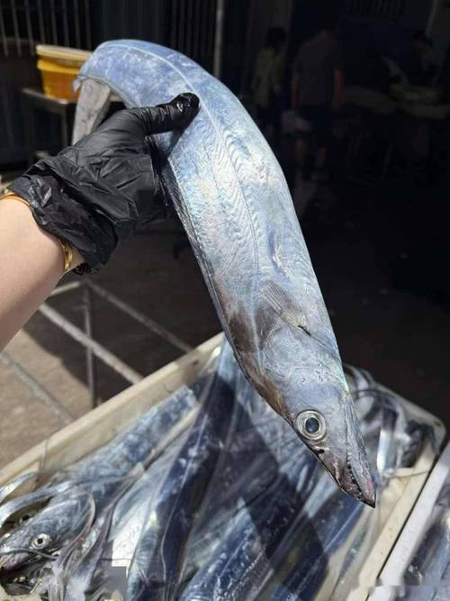 深海带鱼睡觉时的真实状态是怎样？高清视频告诉你！