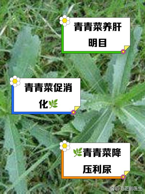 君子菜的功效与作用是什么？想不到它有这么多好处