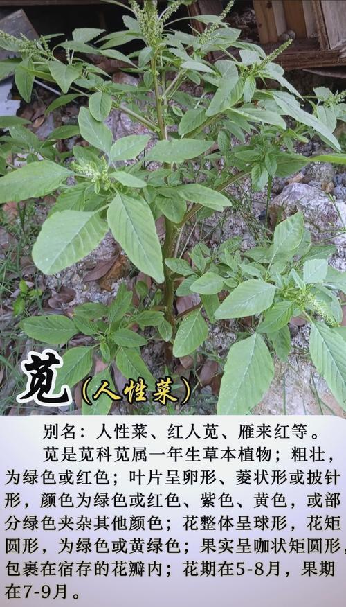 君子菜的功效与作用是什么?想不到它有这么多好处