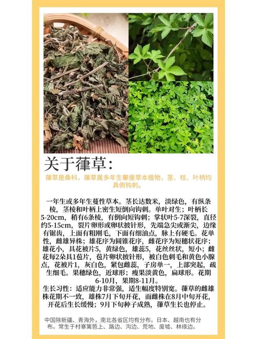 盲目草有什么神奇功效？资深药师告诉你真实作用！