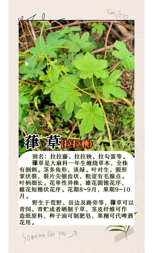 盲目草有什么神奇功效？资深药师告诉你真实作用！