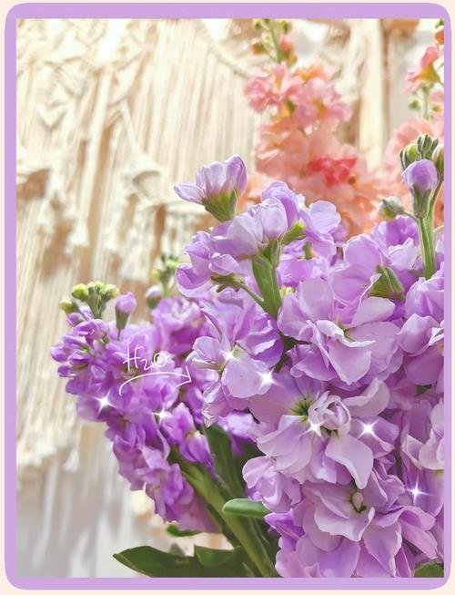 热辣可爱：紫罗兰最新版本深度解析