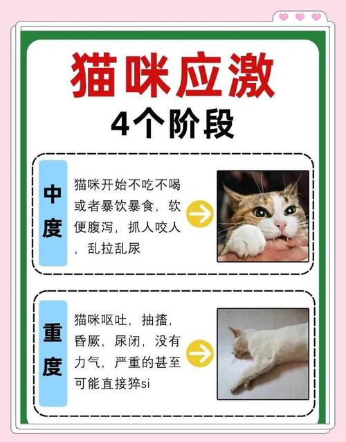 猫研社最新动态及其对绅士游戏市场的影响分析