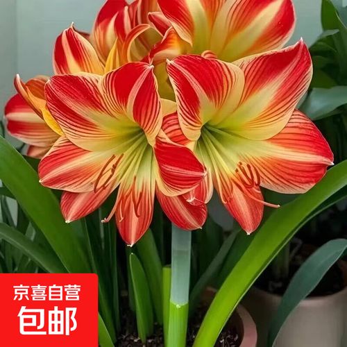 欲望开花版本大全：深度解析与玩家指南